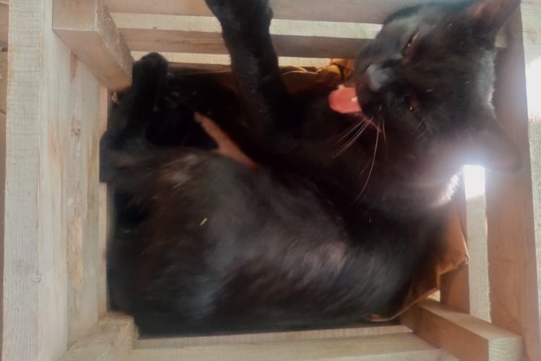 Milo the little kitty, yawning as he rests in his wooden crate..