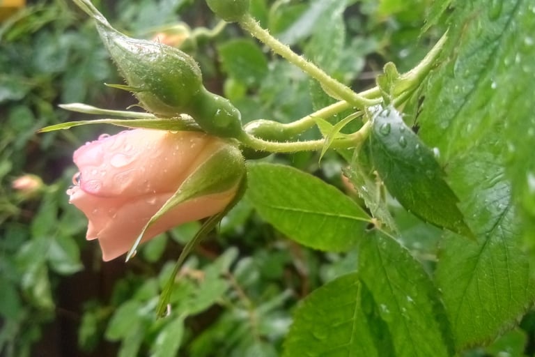 One of Ann’s rosebushes, a climbing flower in front of Greenhouse One.