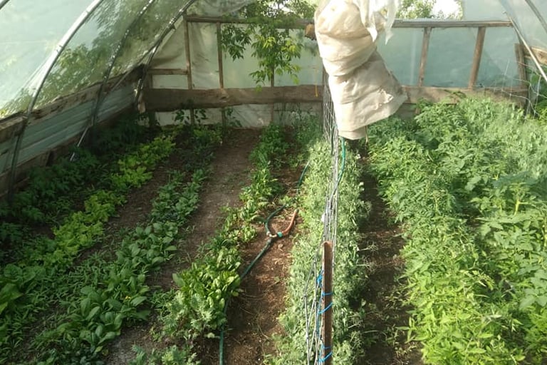 rows of plants in a greenhouse