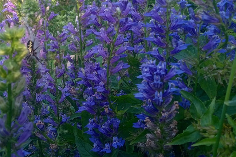 a field of blue lobelias