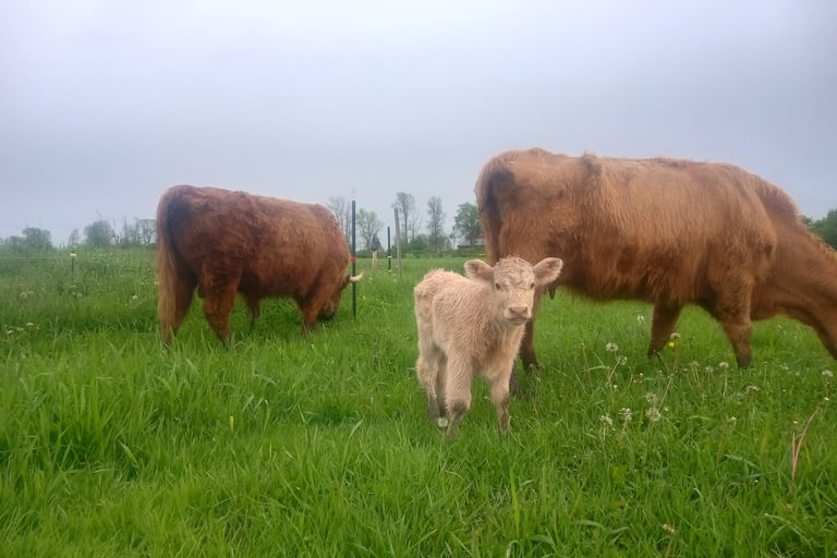 A young calf stands in the center of a lush green pasture between two adult cattle grazing under an