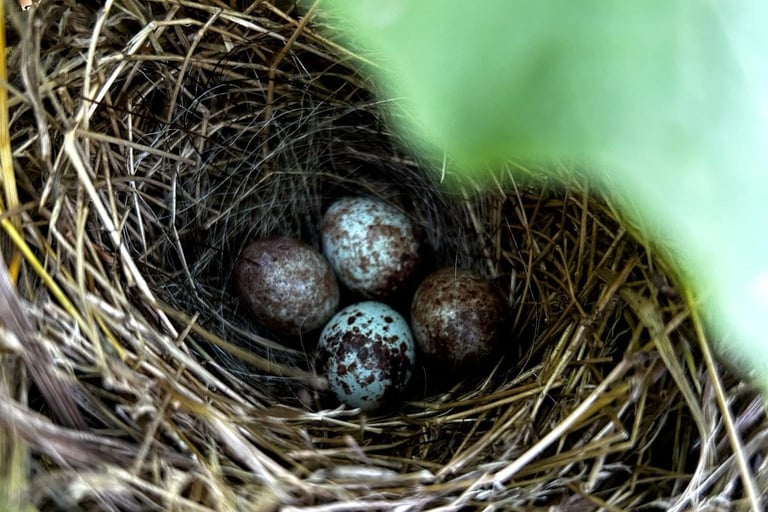Sparrow eggs in the backyard