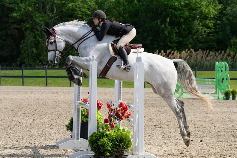 hunter jumper horse equine partner