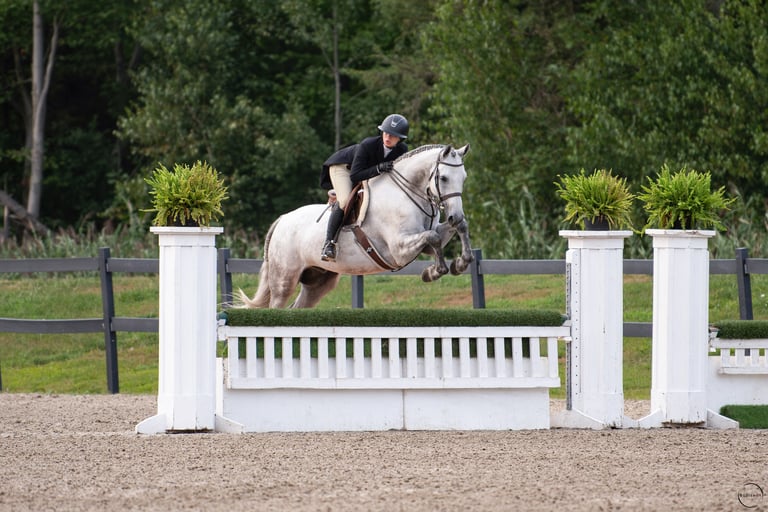 hunter derby horse pre green imported europe belgium - no limit mc z