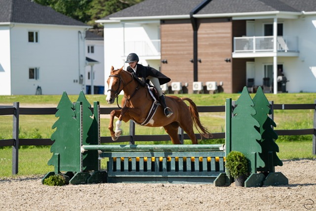 hunter schoolmaster horse confidence builder