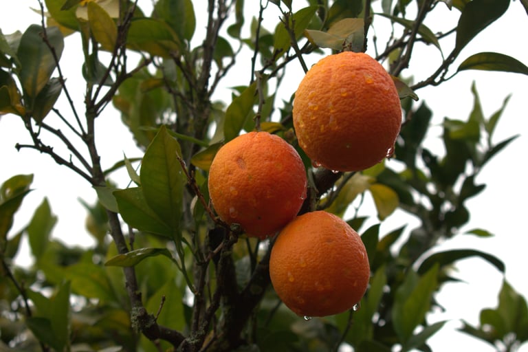 3 sinaasappels hangen in de boom