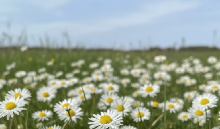 Picture of daisies
