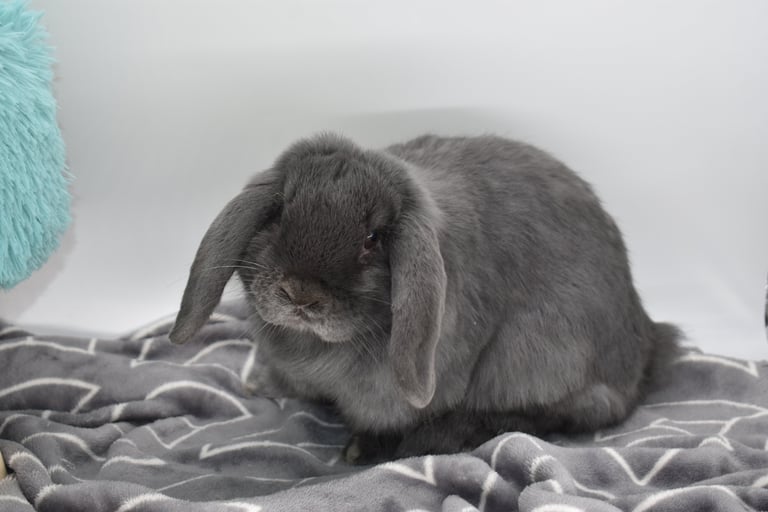 Hot Cross Buns' Boggle - blue Holland Lop baby pet doe on white background