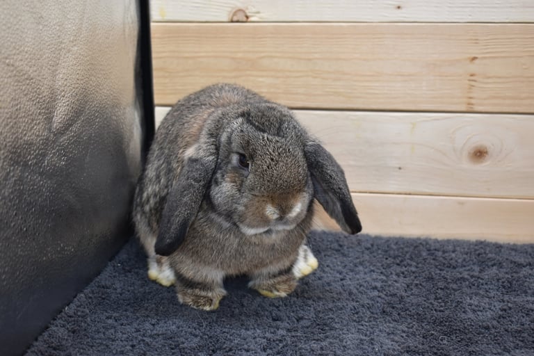 Hot Cross Buns' Cabana - junior chestnut pet doe