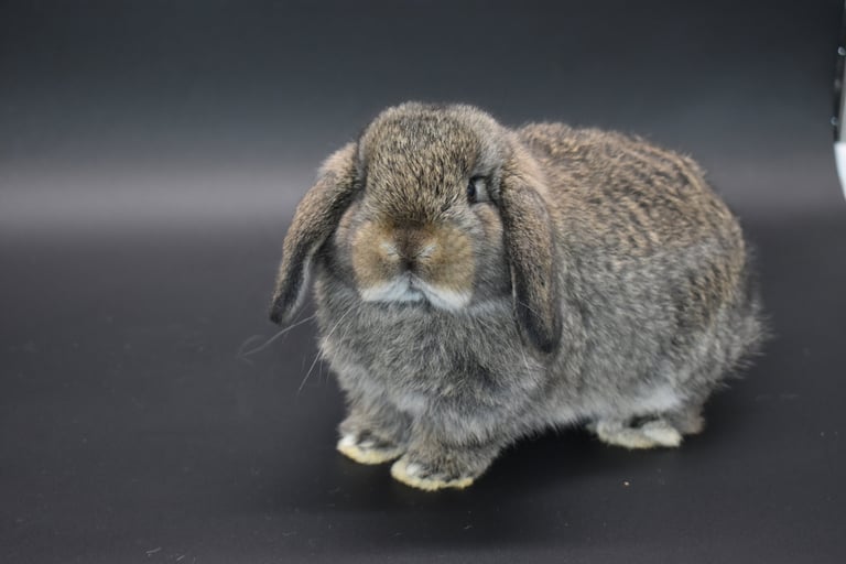 Hot Cross Buns' Cabana - chestnut Holland Lop baby doe on black background