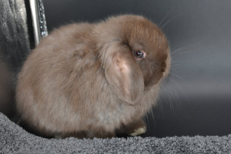 Hot Cross Buns' Ivy  - chocolate Holland Lop baby doe on black background