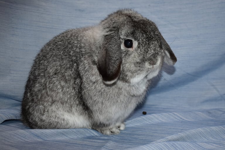 Country Road - beloved Hot Cross Buns indoor buck