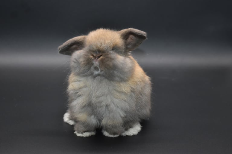 Hot Cross Buns' Driftwood - Fuzzy tort Holland Lop baby buck on black background