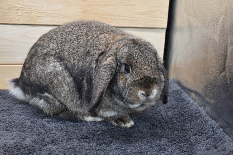 Hot Cross Buns' Oona