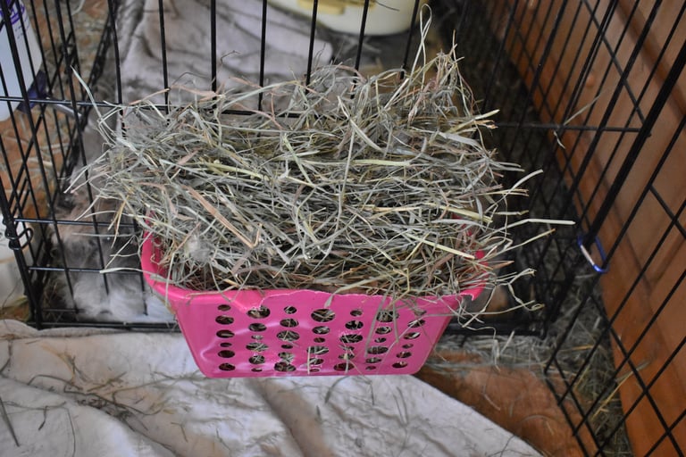 Timothy hay piled generously in a rabbit hay feeder inside an indoor enclosure at Hot Cross Buns 