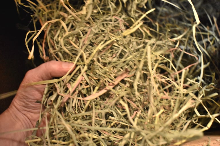 Close up of long strand first cutting orchard hay showing coarse stems and leaf content during feedi