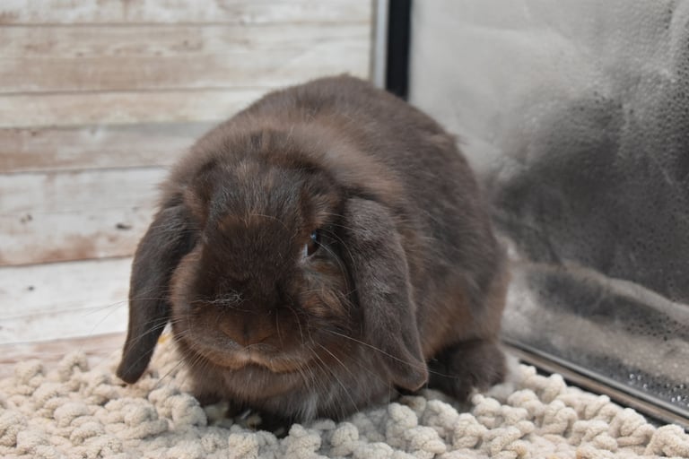 Hot Cross Buns' Ivy  - chocolate Holland Lop spayed doe