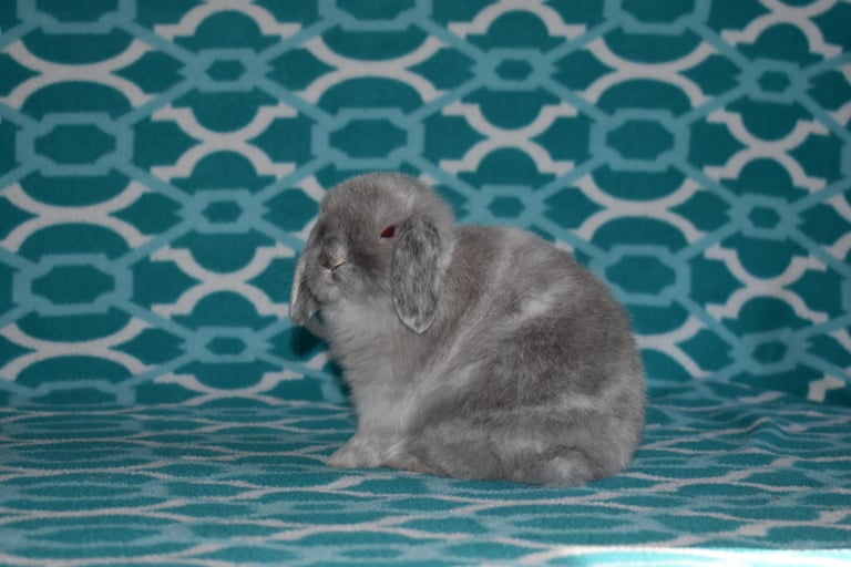 Hot Cross Buns' Cranberry - solid magpie Holland Lop doe on teal and white background