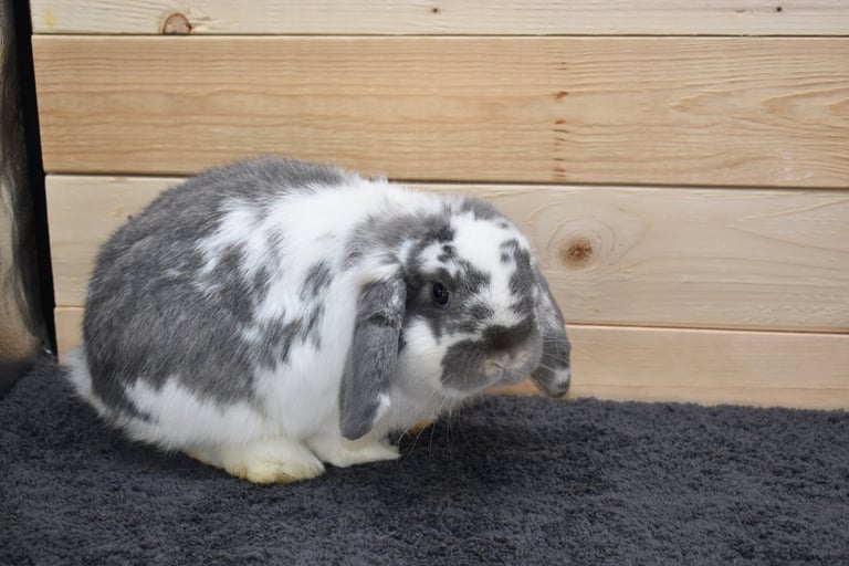 Hot Cross Buns' Frisbee - broken opal junior Holland Lop buck on black background