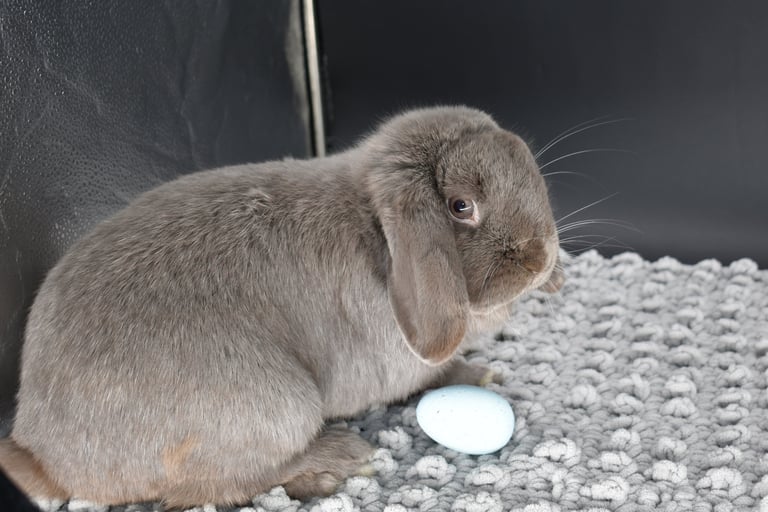 Gumption - neutered pet Holland Lop buck on black and grey background