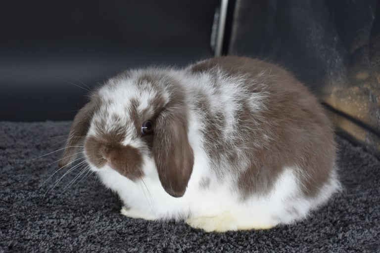 Hot Cross Buns' Loofah - future breeding buck on black background