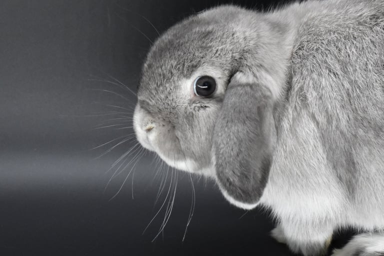 Hot Cross Buns' Chummy - solid squirrel future breeding doe at Hot Cross Buns Holland Lops 