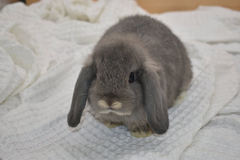 Hot Cross Buns' Meander - solid opal baby doe