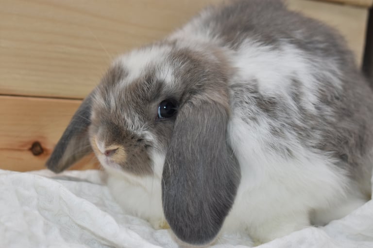 Hot Cross Buns' Mosey - broken opal doe