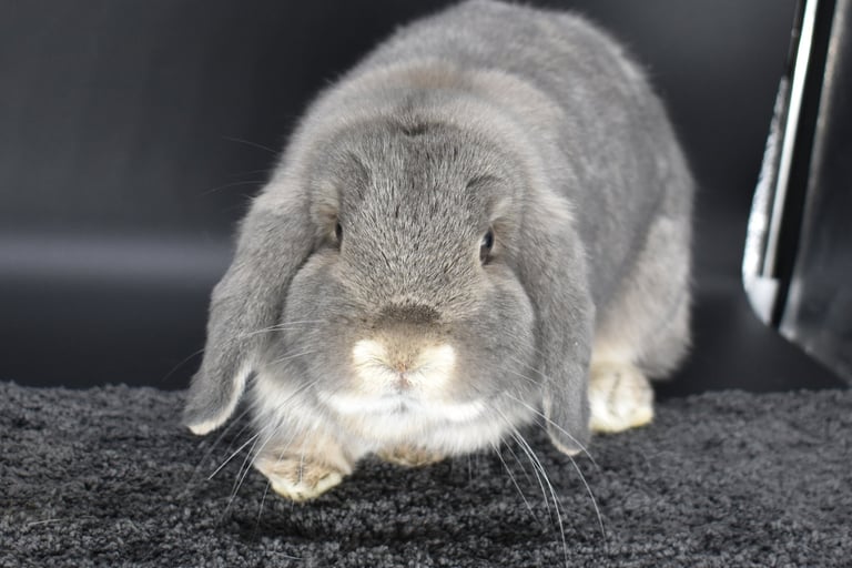Hot Cross Buns' Quinoa - solid opal breeding doe on black background