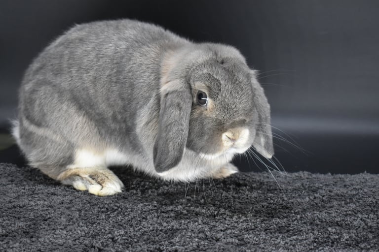 Hot Cross Buns' Quinoa - solid opal Holland Lop breeding doe on black background