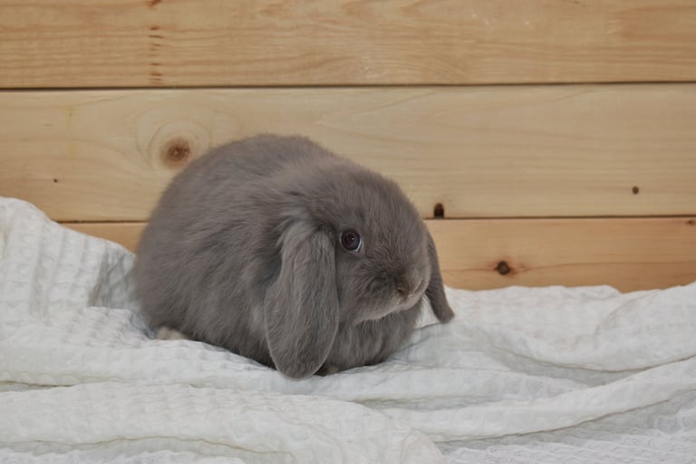 Hot Cross Buns' Roam - Lilac baby doe