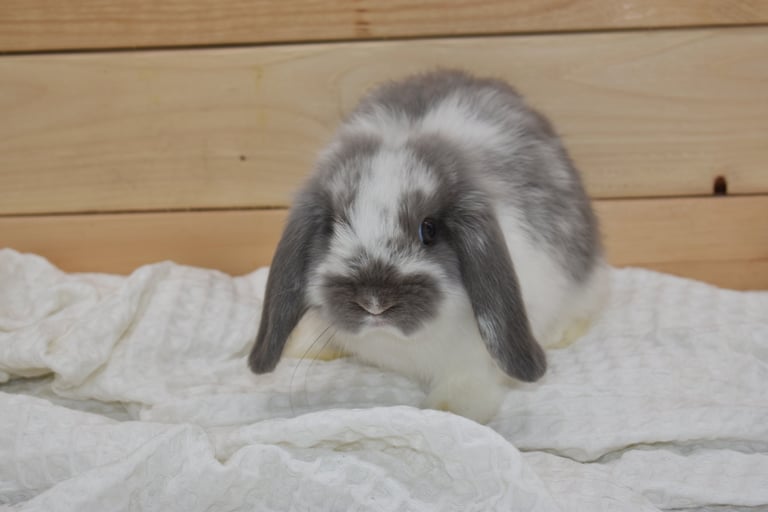 Hot Cross Buns' Skedaddle - Baby broken lilac doe