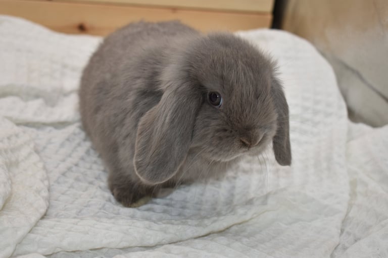 Hot Cross Buns' Wander - solid lilac doe