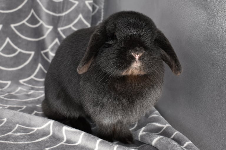 Hot Cross Buns' Zinnia - solid black mama Bun at Hot Cross Buns