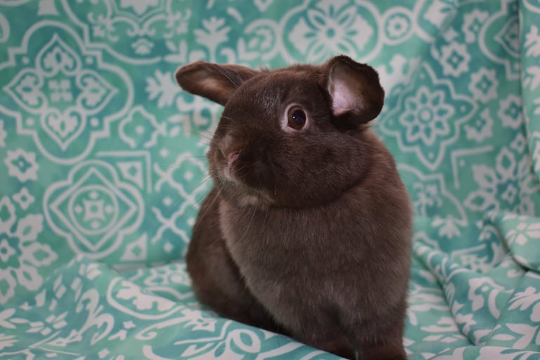 Henrietta at Hot Cross Buns - Solid Chocolate Holland Lop doe on teal and white background