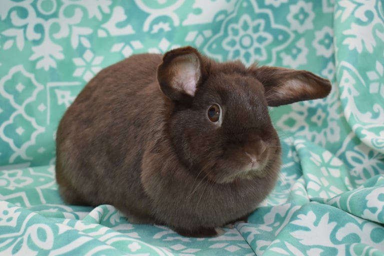 Henrietta at Hot Cross Buns - Solid Chocolate Holland Lop doe on teal and white background