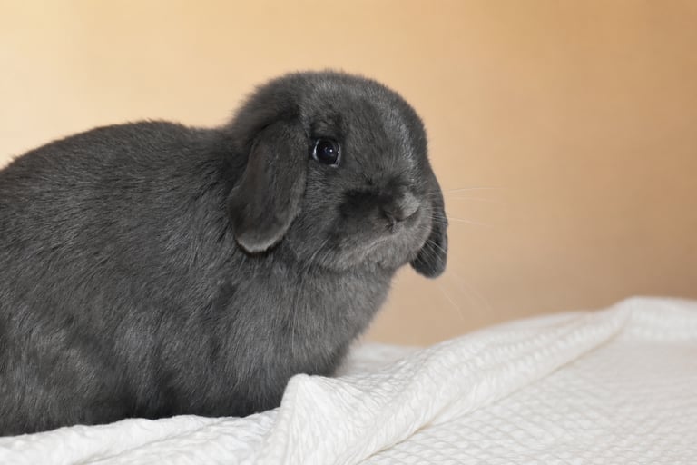 Hot Cross Buns' Darius - blue buck