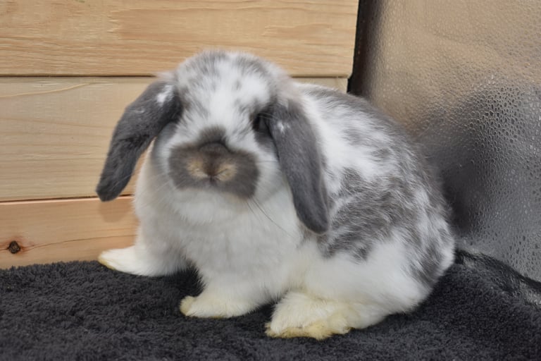 baby holland lop rabbit raised at Hot Cross Buns Holland Lops in Ohio