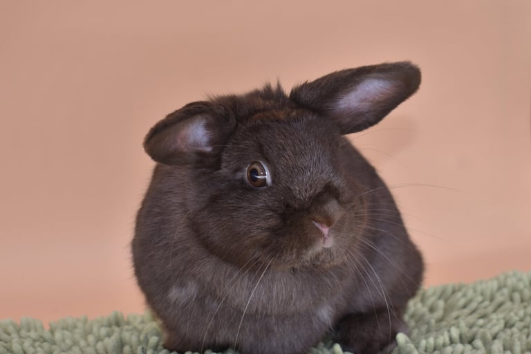 Hot Cross Buns' Holly - Chocolate Holland Lop baby doe on black background