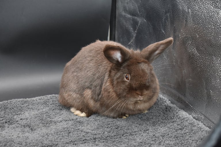 Hot Cross Buns' Holly - Chocolate Holland Lop spayed doe on black background