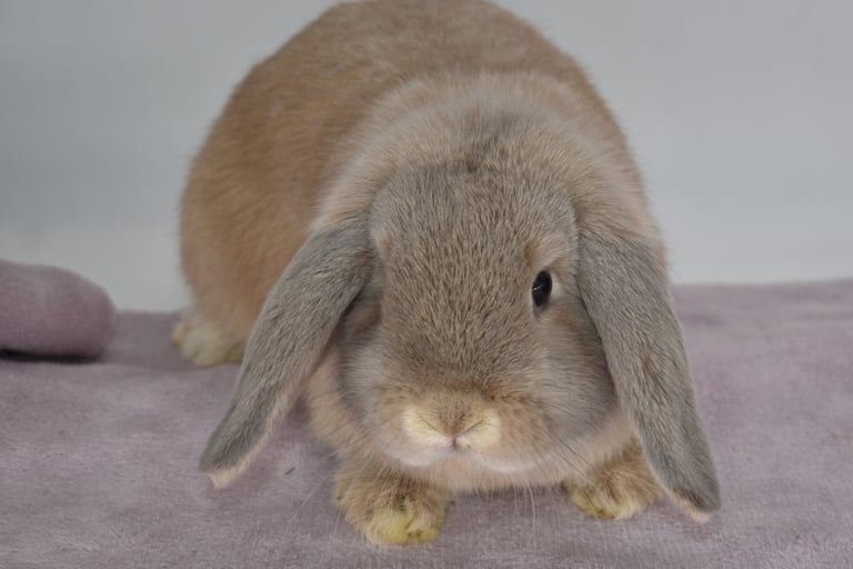 Hot Cross Buns' Tansy - solid cream Holland Lop doe