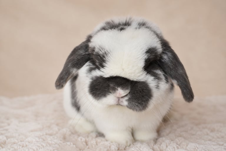 Hot Cross Buns' Finnegan - broken blue Holland Lop