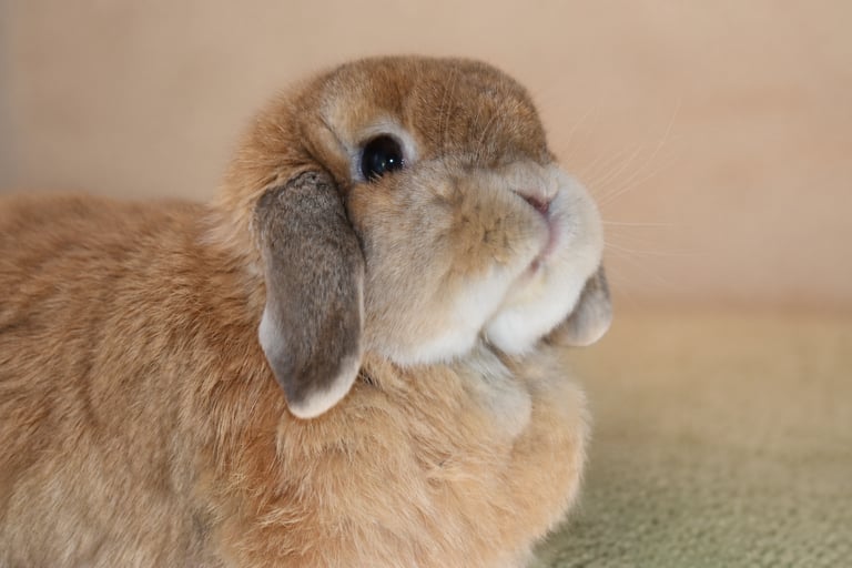 Hook's Goldilocks - solid orange Holland Lop doe
