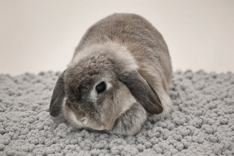 Hot Cross Buns' Rosie - squirrel Holland Lop doe