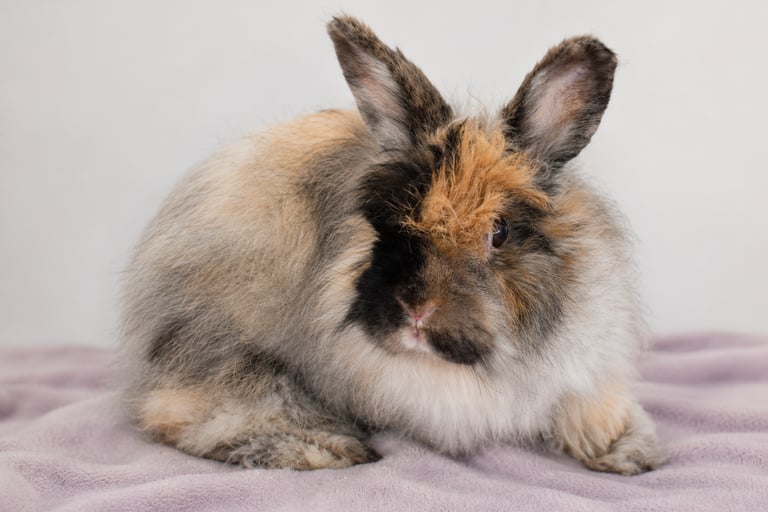 Sukie the French Angora honorary Holland Lop at Hot Cross Buns
