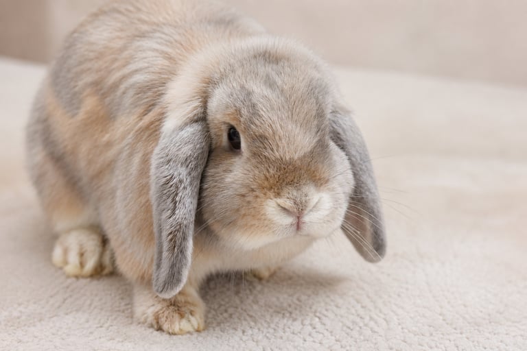 Hot Cross Buns' Tansy - solid cream mama doe