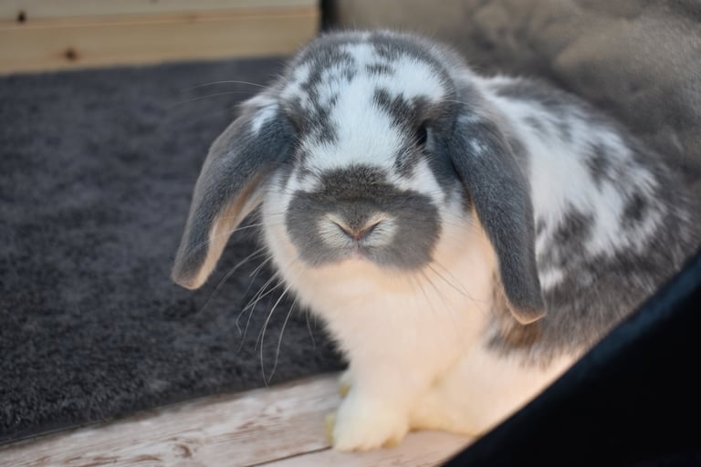 Hot Cross Buns' Kayak - broken opal junior Holland Lop doe on black background