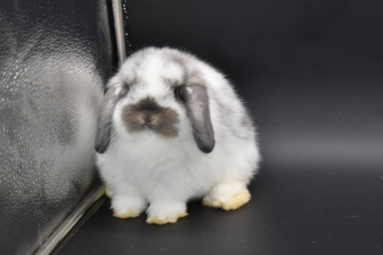 Hot Cross Buns' Kayak - broken opal baby Holland Lop doe on black background