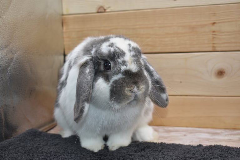 Hot Cross Buns' Kipling - broken opal neutered buck on neutral background