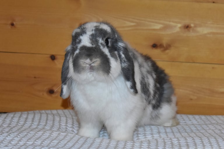 Hot Cross Buns' Kipling - neutered opal buck